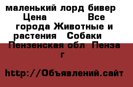 маленький лорд бивер › Цена ­ 10 000 - Все города Животные и растения » Собаки   . Пензенская обл.,Пенза г.